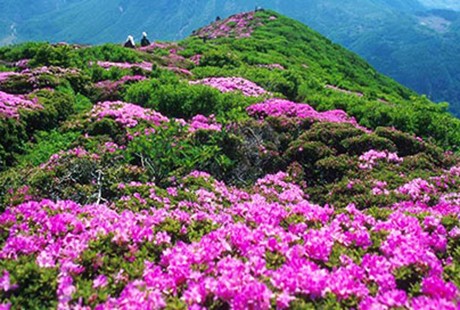 魅力井婺<井岡山+廬山+景德鎮(zhèn)+婺源>5日游純玩團(tuán)，天天發(fā)