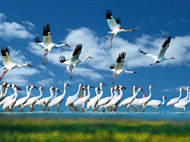 候鳥(niǎo)天堂-鄱陽(yáng)湖1日游