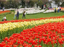 生態(tài)花海-鳳凰溝1日游