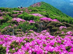 魅力井婺<井岡山+廬山+景德鎮(zhèn)+婺源>5日游